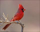 Northern Cardinal