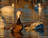 Snow Goose (Blue Phase)