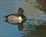 Ring-necked Duck