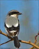 Loggerhead Shrike