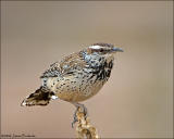 Cactus Wren