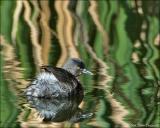 Least Grebe