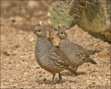Scaled Quail