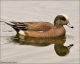 American Wigeon