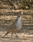 Scaled Quail