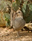 Scaled Quail