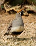 Gambels Quail