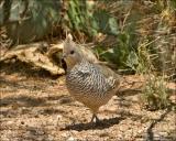 Scaled Quail