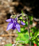 Flower cropped