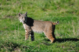 Bobcat