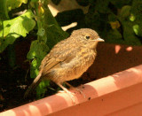 Juvenile Robin