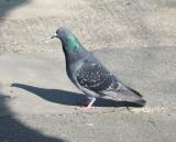 Rock Dove after sharing my sandwich.
