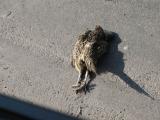 Road kill, it was not me what did it.