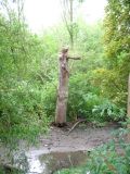 Stump in Old Richmond Deer Park.