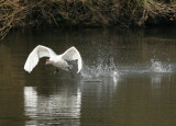 Wings giving maximum lift.