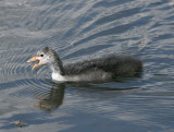 A young Coot.