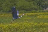 Czapla siwa (Ardea cinerea)