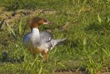 Nurogêœ (Mergus merganser)