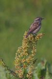 Pokl¹skwa (Saxicola ruberta)