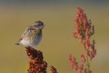 Pokl¹skwa (Saxicola ruberta)