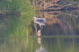 Czapla siwa (Ardea cinerea)