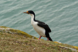 kormoran niebieskooki (phalacrocorax atriceps)