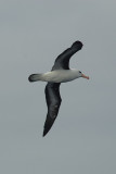 black-browed albatros