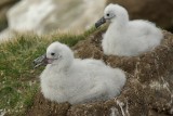 Black-browed albatross on Saunders Island
