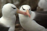 Black-browed albatross on Saunders Island