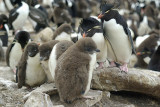 Rockhopper penguin on Saunders Island