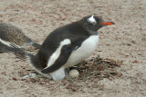Gentoo penguin on Saunders Island