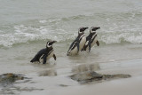 Magellanic penguin on Saunders Island