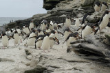 Rockhopper penguin on Saunders Island
