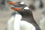 pingwin bia³obrewy (pygoscelis papua)