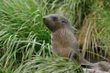 Fur seal - Right Whale Bay