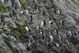 Macaron penguin - Elsehul Harbour