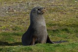 Fur seal - Fortuna Bay