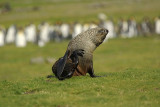 Fur seal - Fortuna Bay