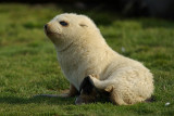 Fur seal - Fortuna Bay