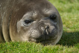 Elephant seal - Grytviken