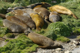 Elephant seal - Grytviken