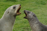 Fur seal - Grytviken