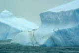 iceberg with Chinstraps near Elephant Island