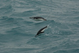 Chinstrap penguin near Elephant Island