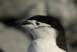 Chinstrap penguin - Half Moon Island