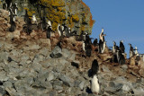 Chinstrap penguin - Half Moon Island