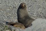 Fur Seal - Half Moon Island