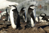 Chinstrap penguin - Half Moon Island