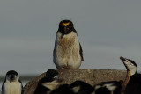 Macaroni penguin - Half Moon Island
