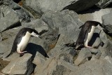 Chinstrap penguin - Half Moon Island